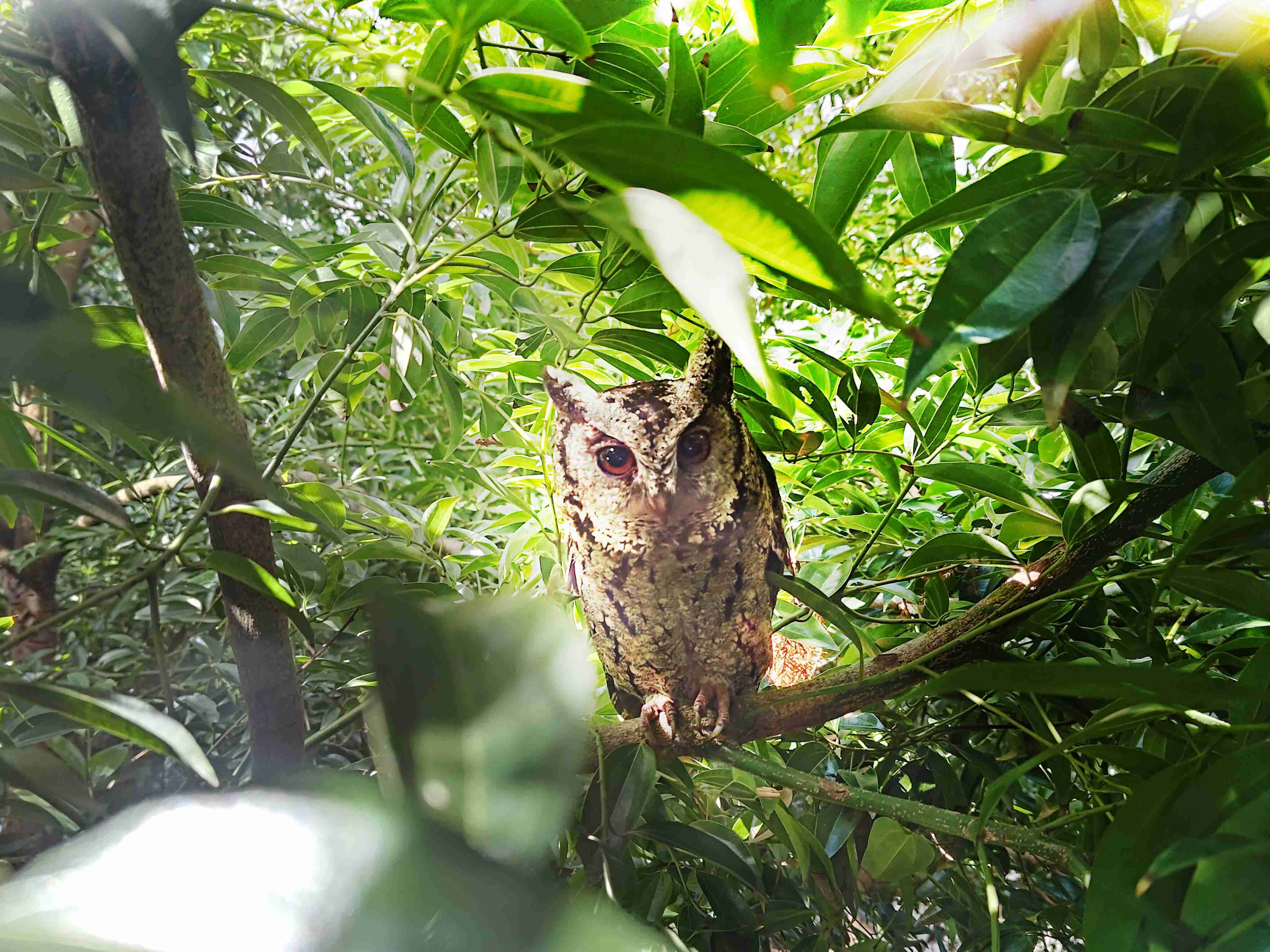 森林舞会致力提倡净零绿生活，，16年以来在全球各厂区植树逾百万棵，，，，造就各厂区树木蔚然成林，，，，犹如森林工厂，，，，成为许多生物的栖息地